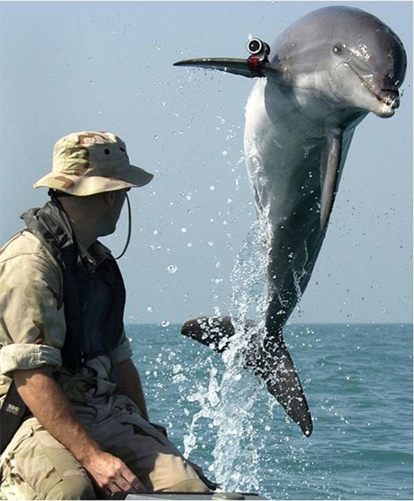 Israel bị cáo buộc để cá heo mang súng, huấn luyện nó thành sát thủ, lần này có bằng chứng kèm theo - Ảnh 2.