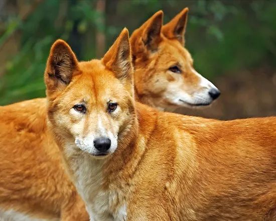 Dingo - Loài động vật kiên cường nhất trong thiên nhiên hoang dã của Châu Úc! - Ảnh 4.