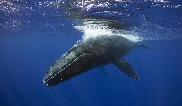 New research shows that the ocean needs more whale droppings, the more the better - Photo 4.