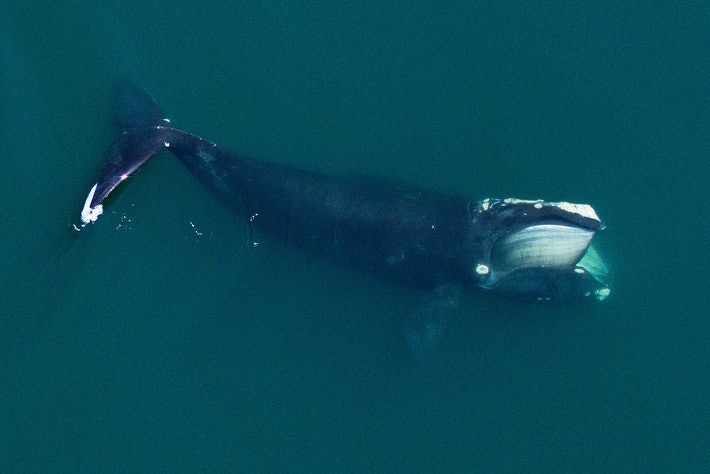 New research shows that the ocean needs more whale droppings, as much as possible - Photo 1.