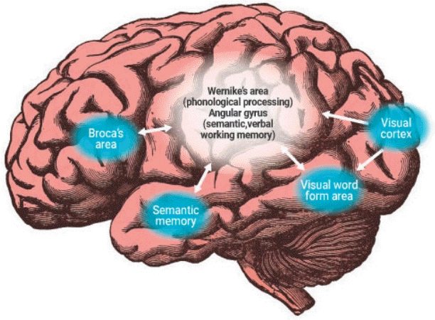 Bộ não người biết tiếng Anh, Pháp, Ý có gì khác nhau không? Đây là những kết quả thú vị từ ảnh chụp bộ não con người của ngành thần kinh học. - Ảnh 4.