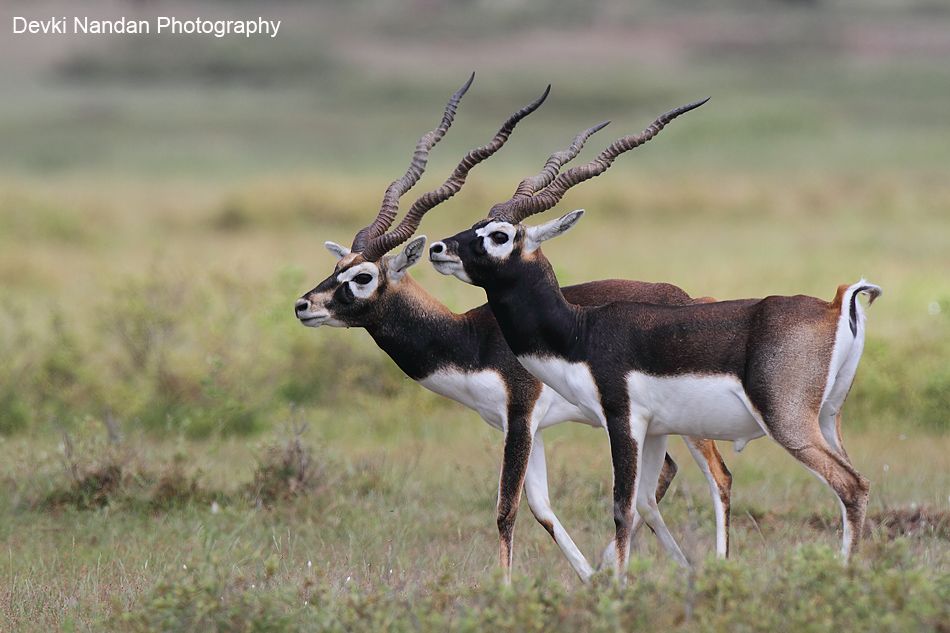 Carnivores are more susceptible to cancer than herbivores and a lesson for humans - Photo 5.