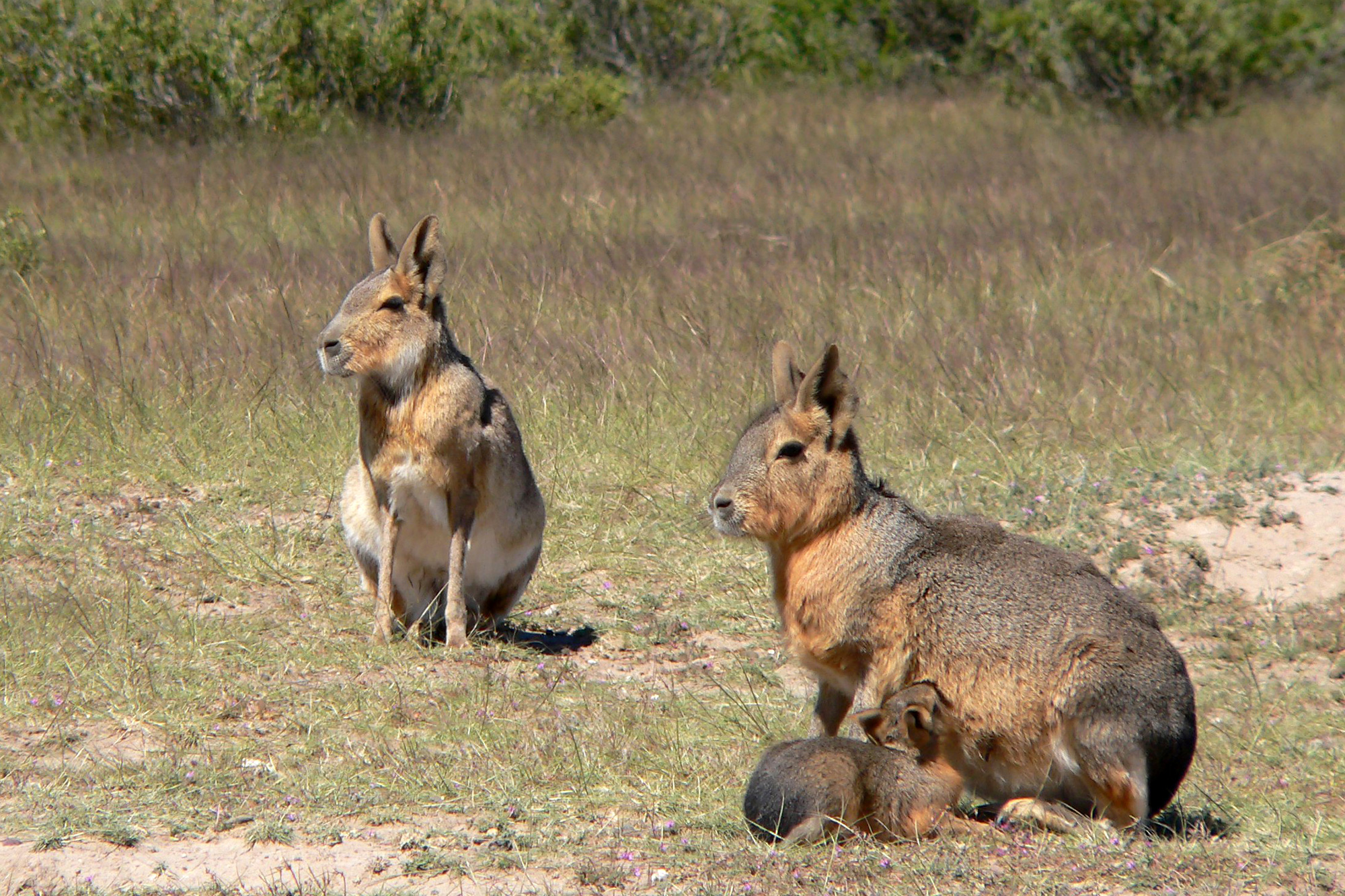 Patagonian_Maras.jpg