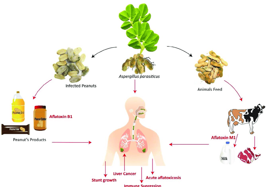 Sources-of-aflatoxin-exposure-and-its-flow-in-the-food-chain-Image-credit-Tariq-Alam.png