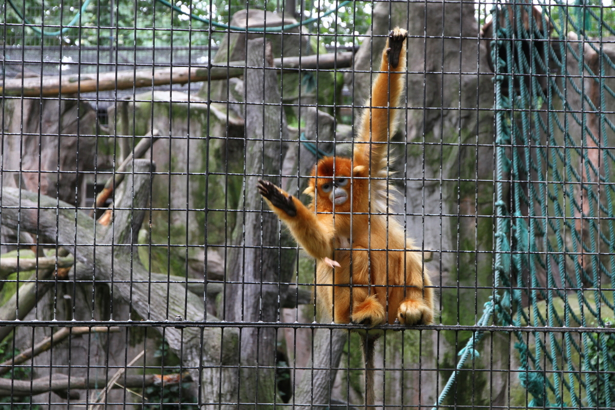 Shanghai_Zoo_monkey.jpg