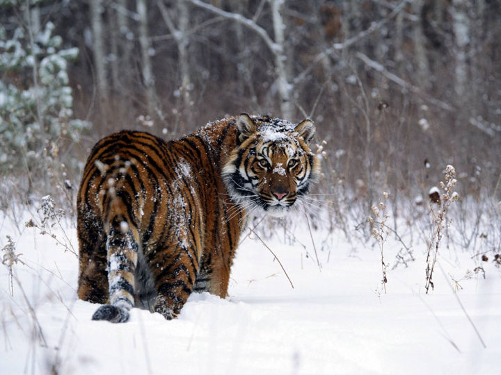 Nội địa của Siberia có gì đáng sợ như vậy, tại sao ngay cả những con hổ ...