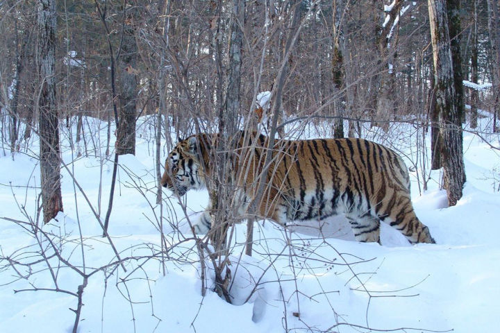 Nội địa của Siberia có gì đáng sợ như vậy, tại sao ngay cả những con hổ ...