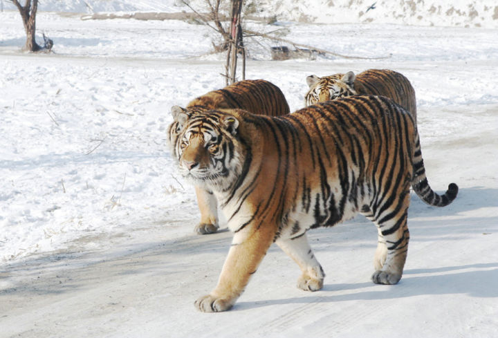 Những sự thật ít biết về hổ Siberia  Chúa tể của rừng Taiga