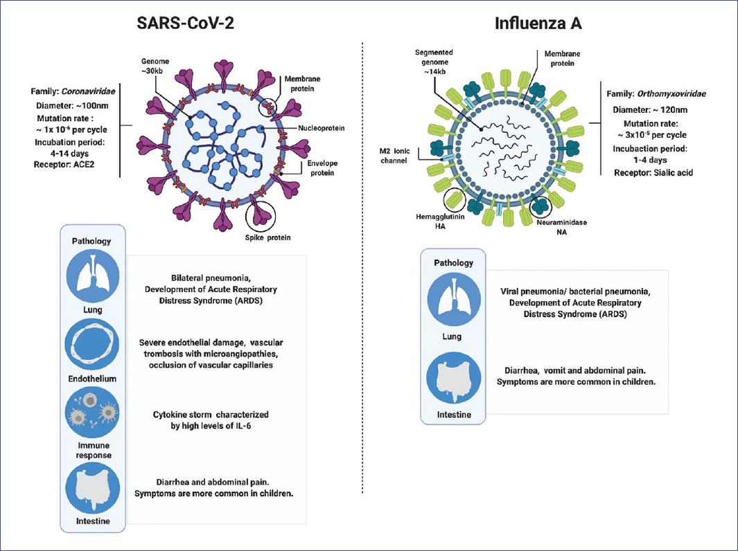  Người đầu tiên nhiễm cúm và COVID cùng lúc: Liệu 2 virus này có khắc chế nhau?  - Ảnh 2.