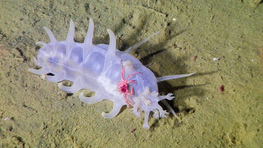 Sea Pig, one of the strangest animals in the sea - Photo 1.