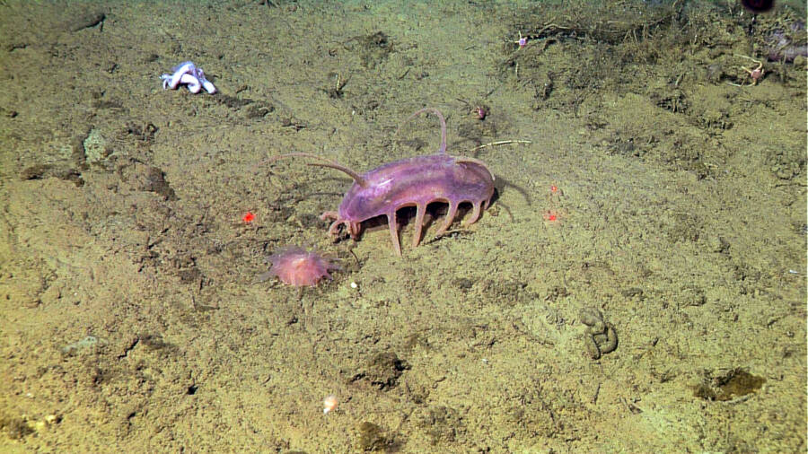 Sea Pig, one of the strangest animals in the sea - Photo 2.