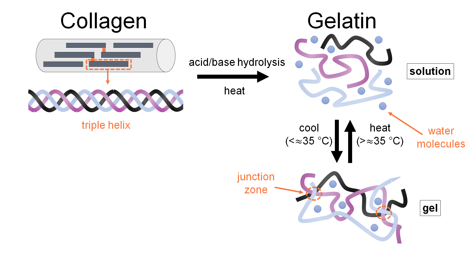 collagen-gelatin-conformations-1.png