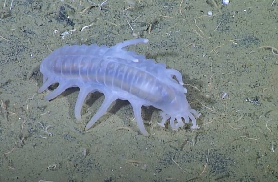 Sea Pig, one of the strangest animals in the sea - Photo 3.