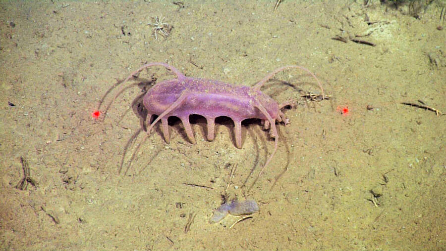 Sea Pig, one of the strangest animals in the sea - Photo 4.