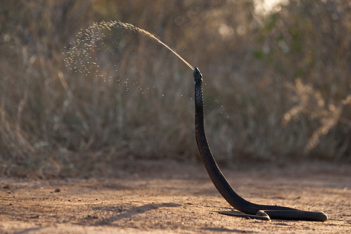 Why did some snakes evolve to spit out venom?  - Photo 1.