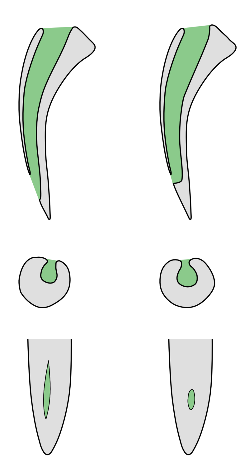 Why did some snakes evolve to spit out venom?  - Photo 3.