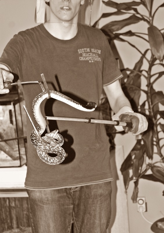 Why did some snakes evolve to spit out venom?  - Photo 9.