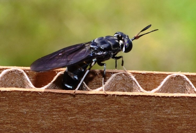 Inside a high-tech farm that specializes in raising fly larvae for protein - Photo 2.