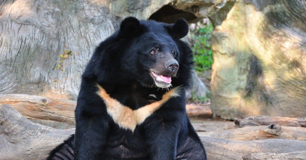 Những loài gấu to lớn nhất còn tồn tại trên hành tinh của chúng ta! - Ảnh 2.