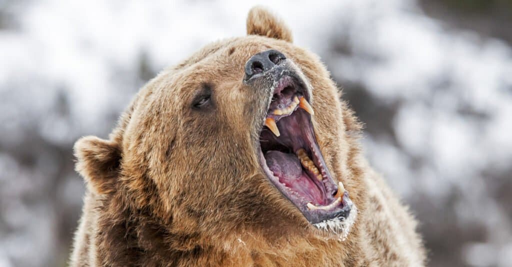 Những loài gấu to lớn nhất còn tồn tại trên hành tinh của chúng ta! - Ảnh 6.