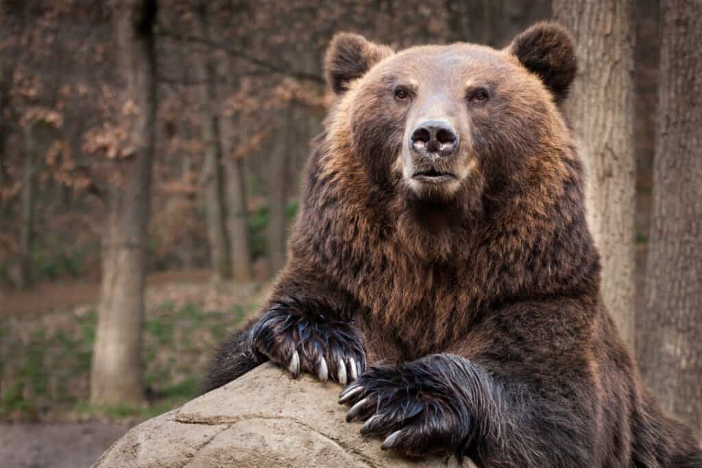 Những loài gấu to lớn nhất còn tồn tại trên hành tinh của chúng ta! - Ảnh 8.