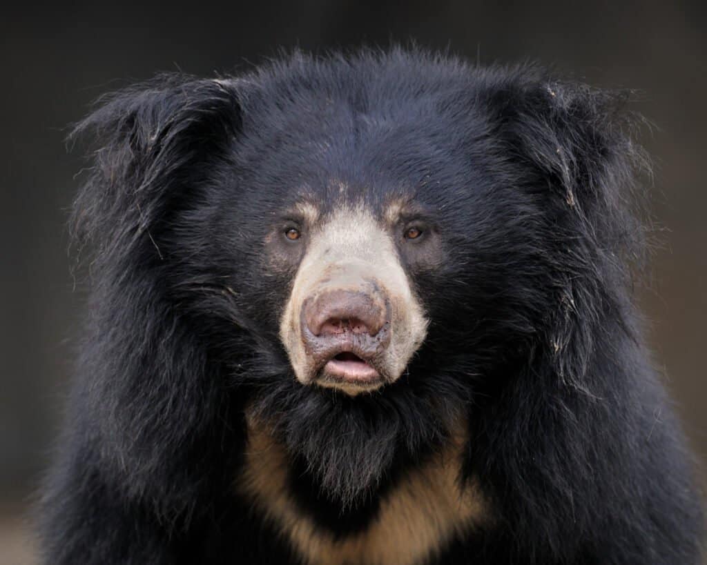 Những loài gấu to lớn nhất còn tồn tại trên hành tinh của chúng ta! - Ảnh 1.