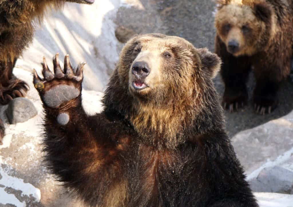 Những loài gấu to lớn nhất còn tồn tại trên hành tinh của chúng ta! - Ảnh 7.