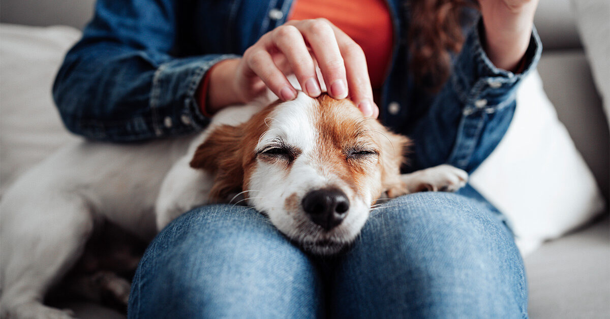 Nghiên cứu mới cho thấy việc cưng nựng một chú chó có tác dụng chữa bệnh tuyệt vời đối với bộ não - Ảnh 3.