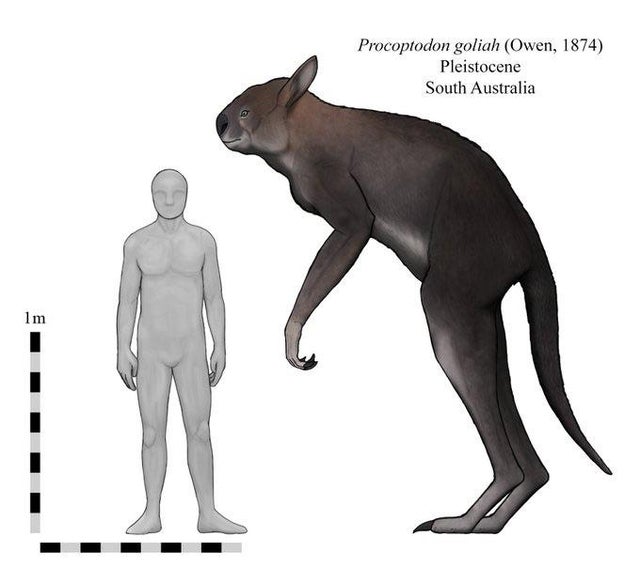 Một số loài Megafaunal đã tồn tại ở New Guinea cho đến 20.000 năm trước - Ảnh 4.