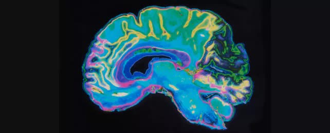 Phát hiện chức năng hoàn toàn mới của tiểu não: 200 năm vẫn khiến nhà khoa học ngạc nhiên! - Ảnh 1.