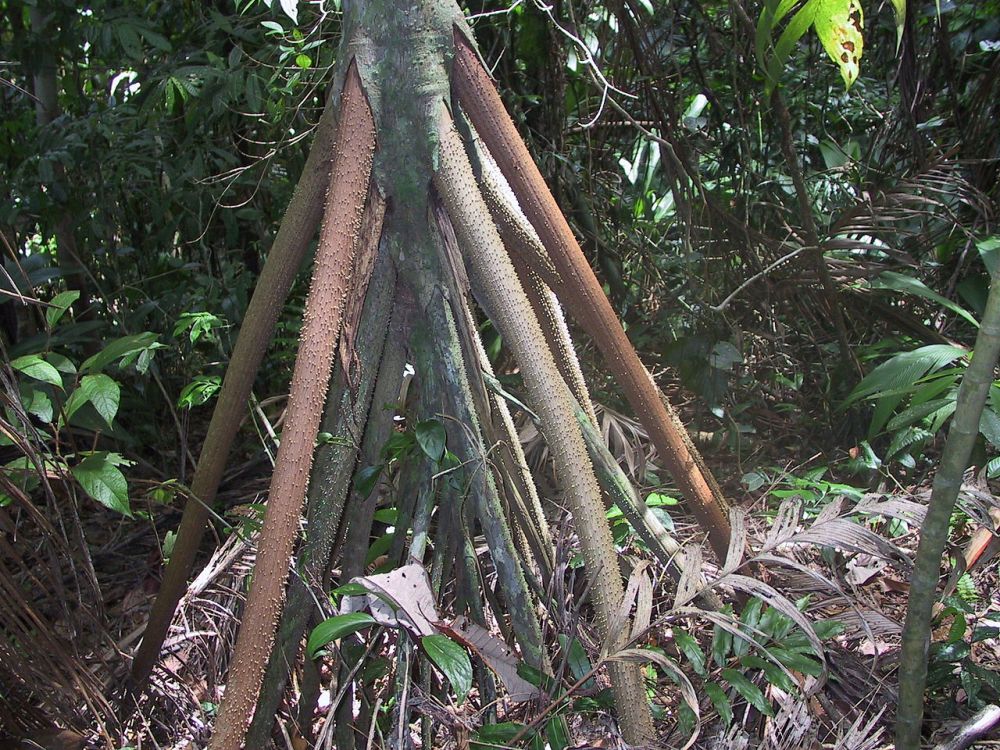 Cây đi bộ của Ecuador: Chúng được báo cáo là di chuyển tới 20 mét mỗi năm - Ảnh 2.