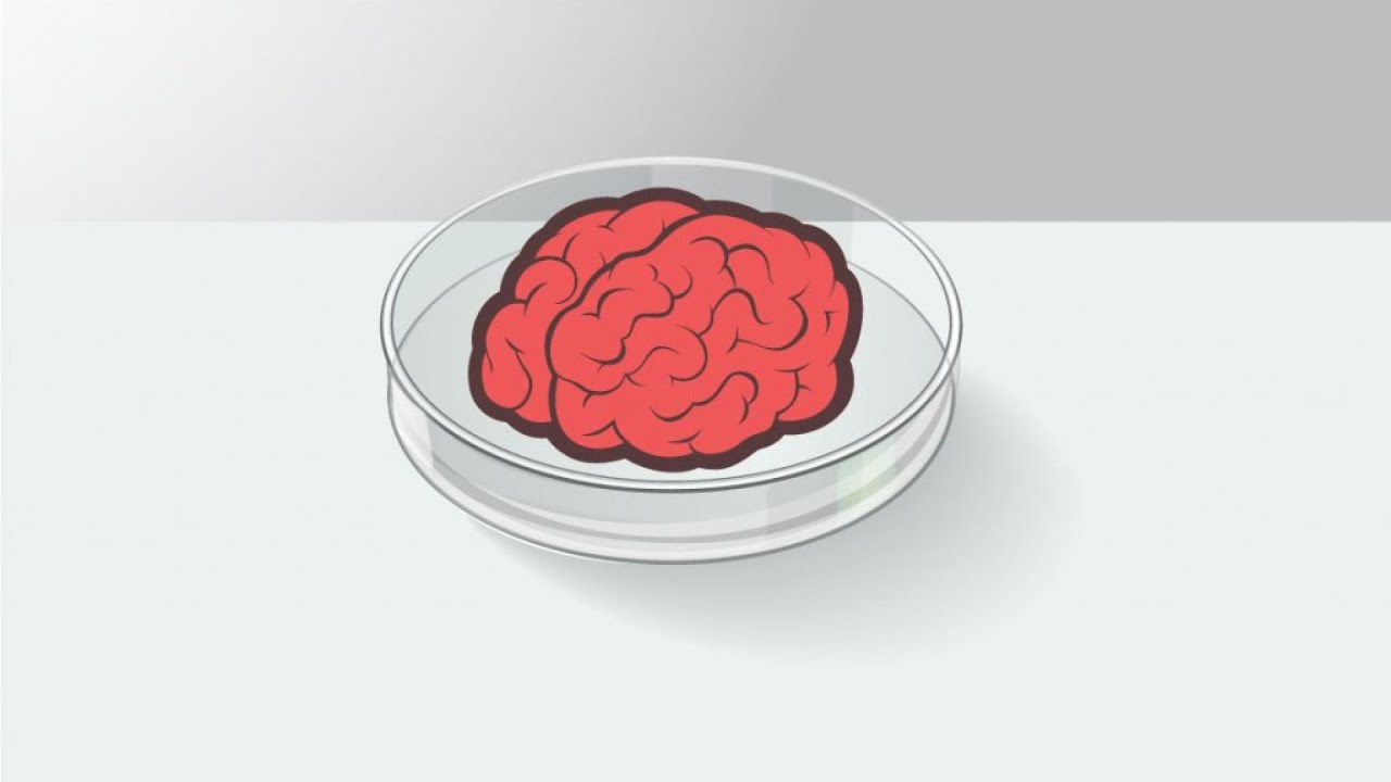 Tế bào não nuôi trong phòng thí nghiệm đã đủ trí lực chơi game - Ảnh 2.