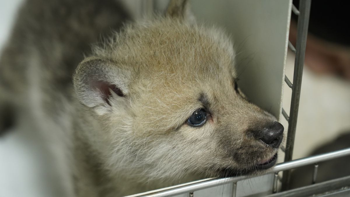 "Bản sao" sói đầu tiên trên thế giới được sinh ra, mở đường cho việc đưa các loài có nguy cơ tuyệt chủng trở lại! - Ảnh 3.