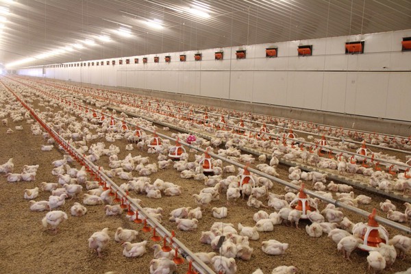 Bầu Đức nuôi 'gà ăn chuối' còn đây là cách KFC phát triển đàn gà của minh - Ảnh 5.