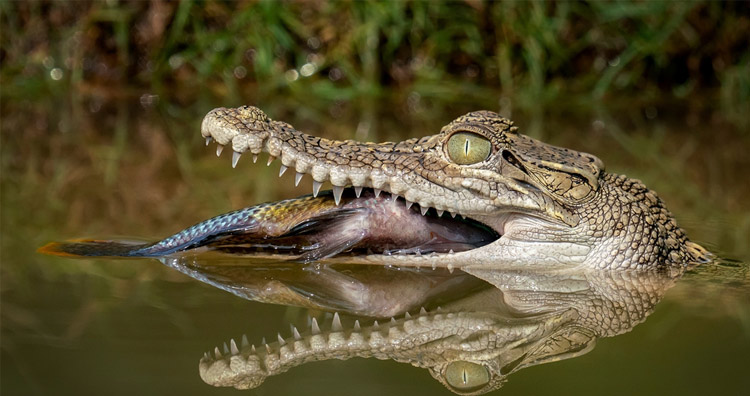 Hãy đến với hình ảnh về cá sấu và nước mắt, bạn sẽ được chứng kiến cảnh tượng đầy sinh động và ấn tượng về loài vật nguy hiểm nhưng cũng rất đáng yêu này. Nước mắt của chúng không chỉ là sự thể hiện cảm xúc mà còn là một nét đẹp vô cùng đặc biệt.