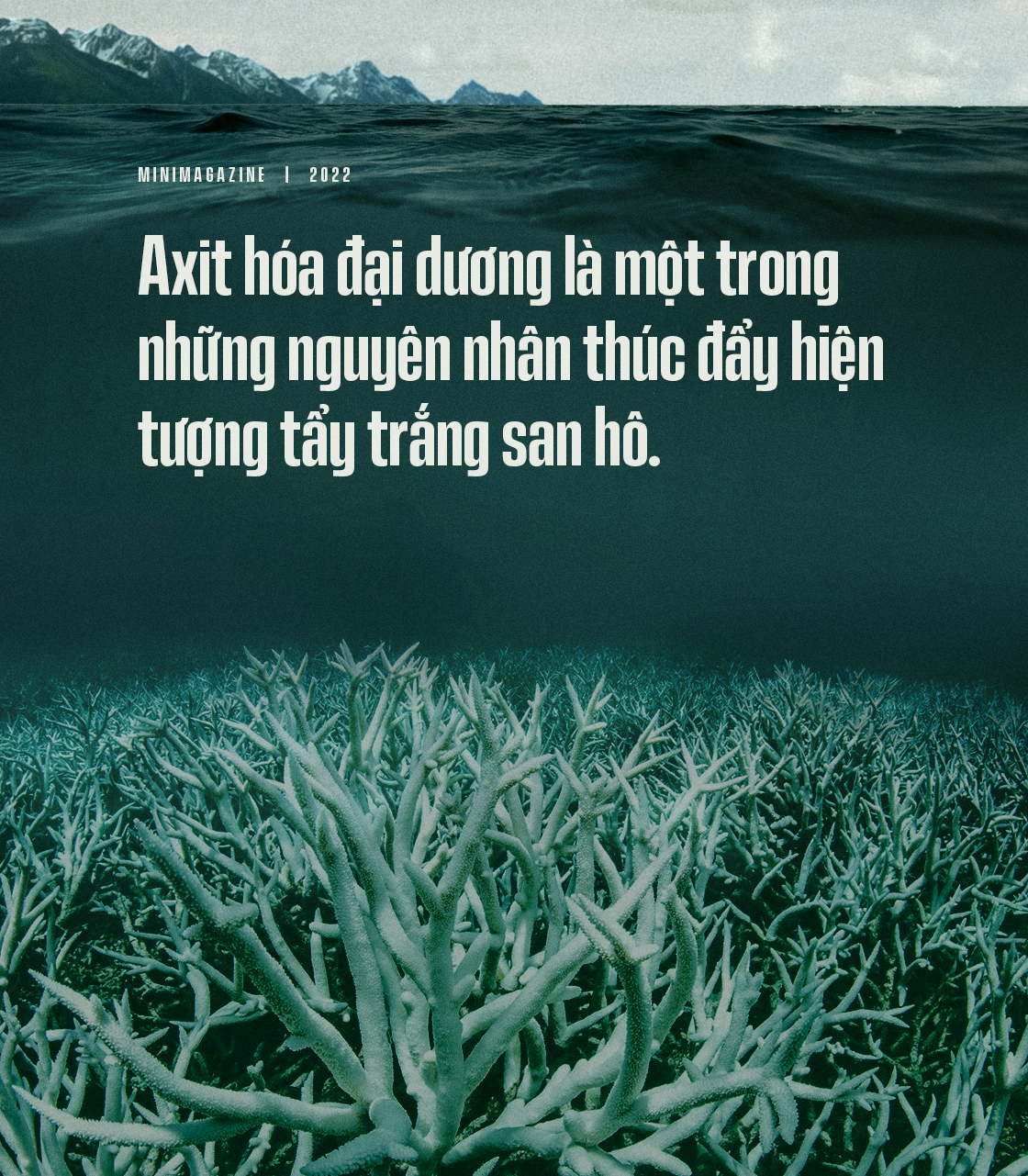 Biển hấp thụ 22 triệu tấn CO2 mỗi ngày, chúng đang làm tan vỏ hàu, tẩy trắng san hô và khiến cả đại dương axit hóa - Ảnh 14.