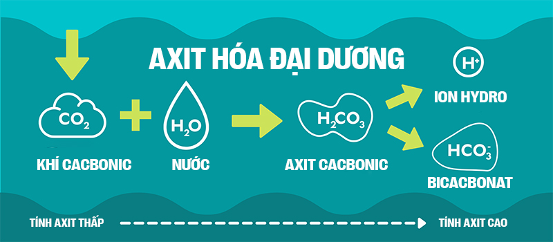 Biển hấp thụ 22 triệu tấn CO2 mỗi ngày, chúng đang làm tan vỏ hàu, tẩy trắng san hô và khiến cả đại dương axit hóa - Ảnh 8.