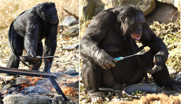 Kanzi: Con tinh tinh vô cùng thông minh, có thể tự nhóm lửa và nấu chín đồ ăn - Ảnh 3.