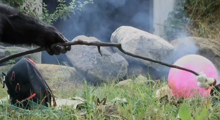 Kanzi: Con tinh tinh vô cùng thông minh, có thể tự nhóm lửa và nấu chín đồ ăn - Ảnh 8.