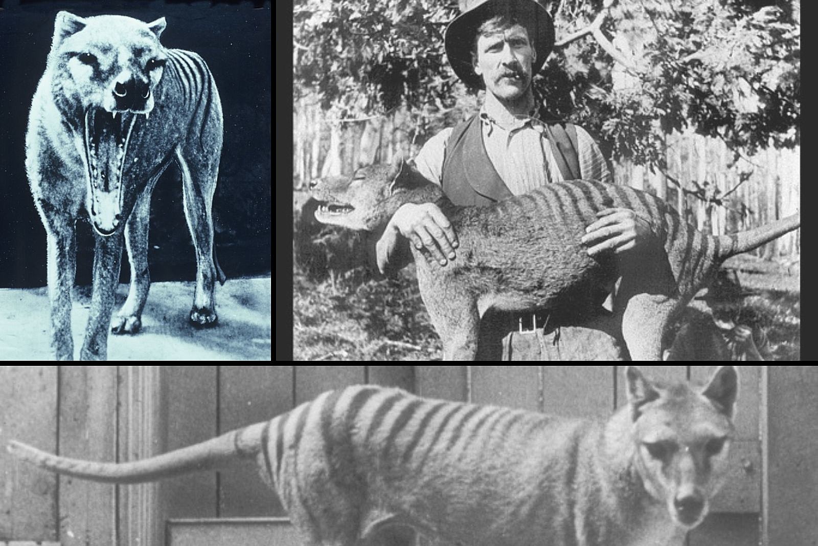 Hổ Tasmania bất ngờ xuất hiện ở Úc sau gần 100 năm tuyệt chủng? - Ảnh 1.