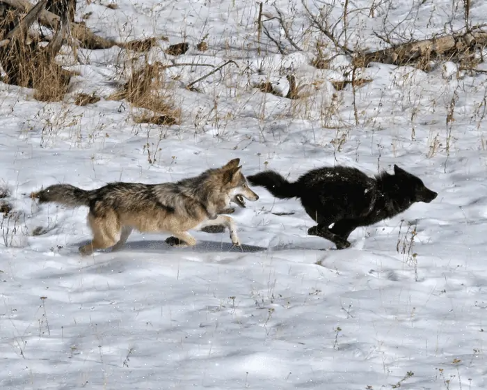 Nghiên cứu mới cho thấy virus đãng làm thay đổi màu lông của loài sói ở Bắc Mỹ - Ảnh 1.