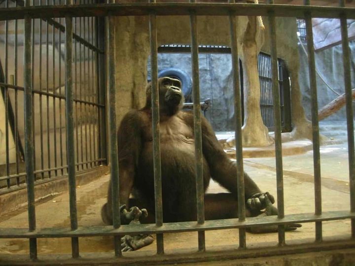 &quot;Con khỉ đột cô đơn nhất thế giới&quot; đã sống trong khu mua sắm Cage trong 30 năm - Ảnh 3.