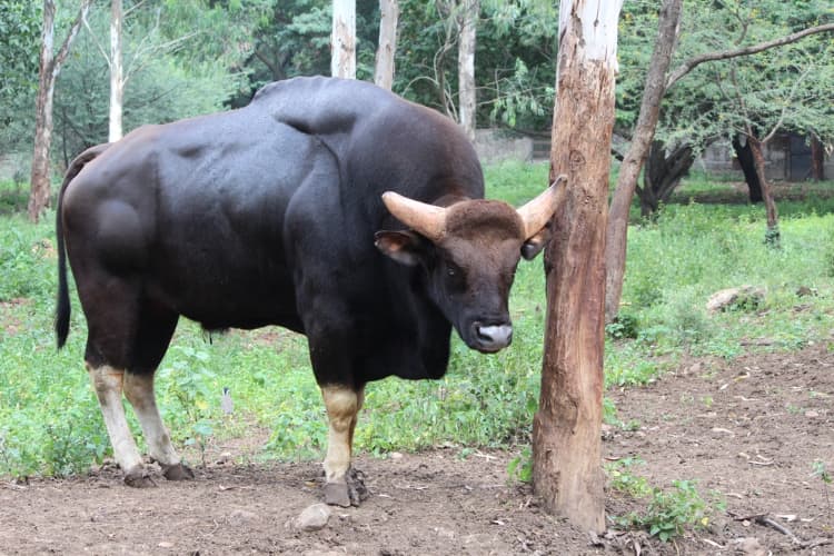 Gaur: Loài lớn nhất và cao nhất trong số các loài gia súc hoang dã - Ảnh 3.
