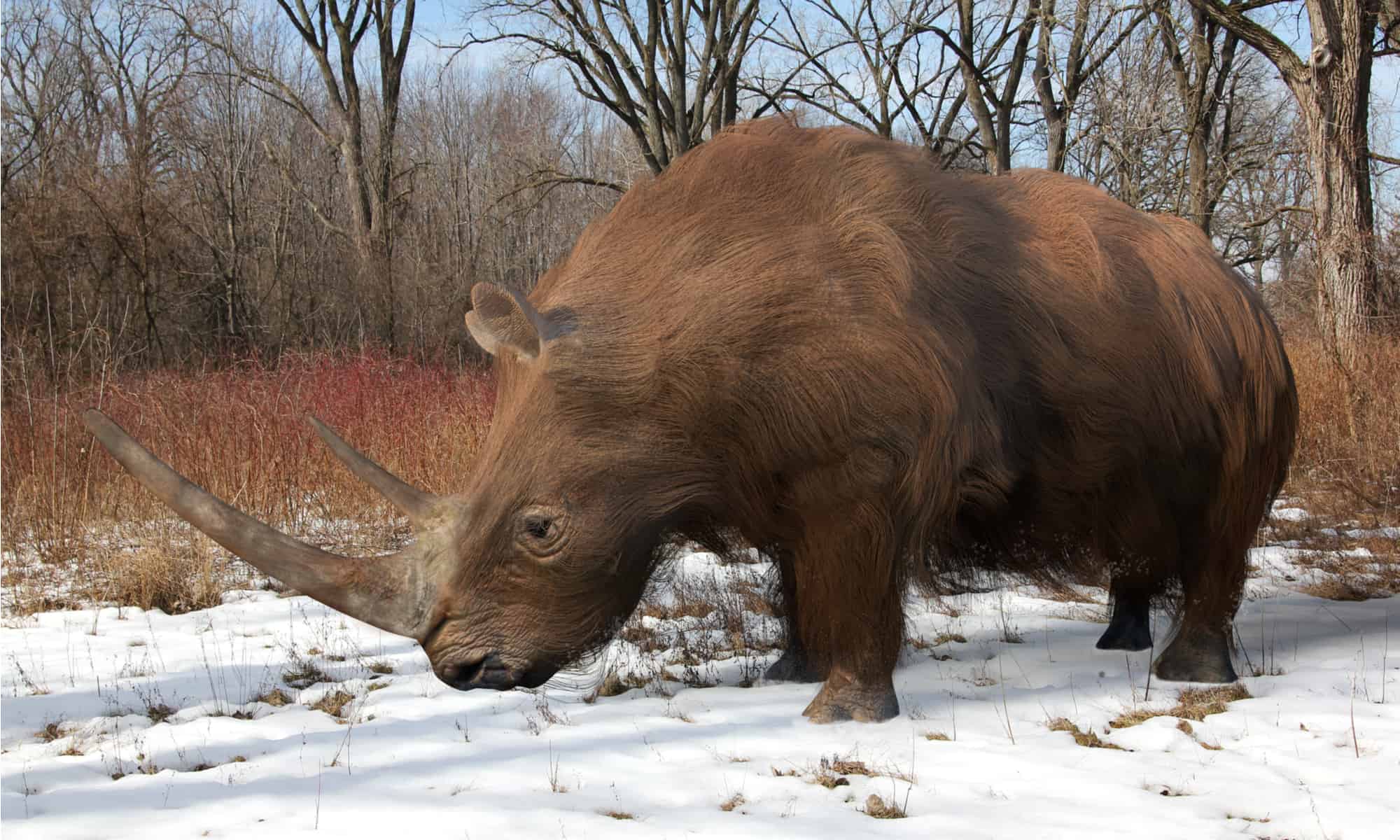 Khám phá loài tê giác cổ đại nặng tới gần 3 tấn với chiếc sừng dài tới 1,5 mét - Ảnh 1.