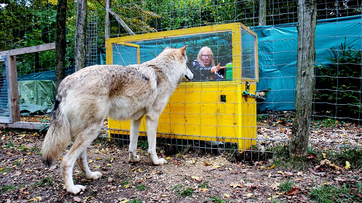 Nghiên cứu mới cho thấy chó sói thực sự có thể hình thành sự gắn bó với con người tương tự như loài chó - Ảnh 3.