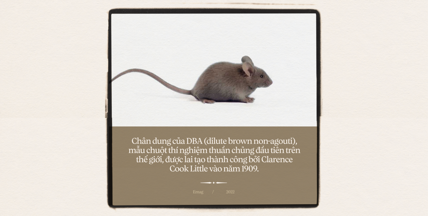 [mini] 330.000 con chuột hi sinh mạng sống mỗi ngày giúp loài người làm khoa học - Ảnh 22.
