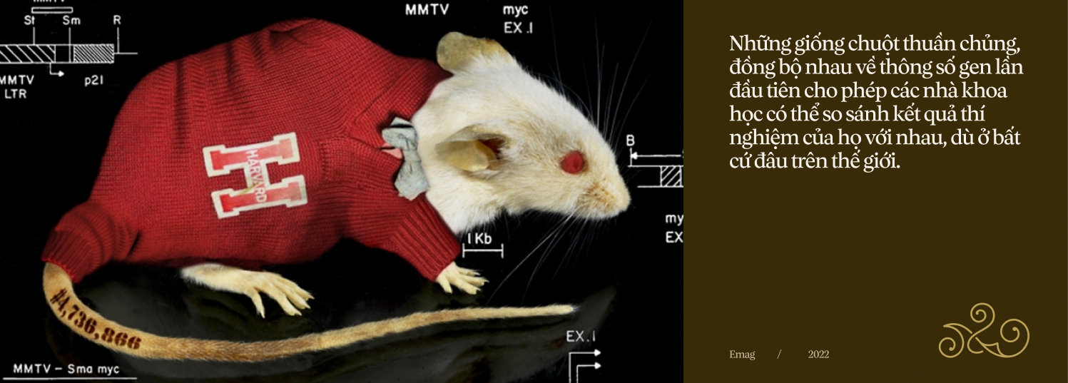 Chuyện của loài chuột: Từ kẻ bám chân vĩ đại đến đồng minh khoa học của loài người - Ảnh 29.