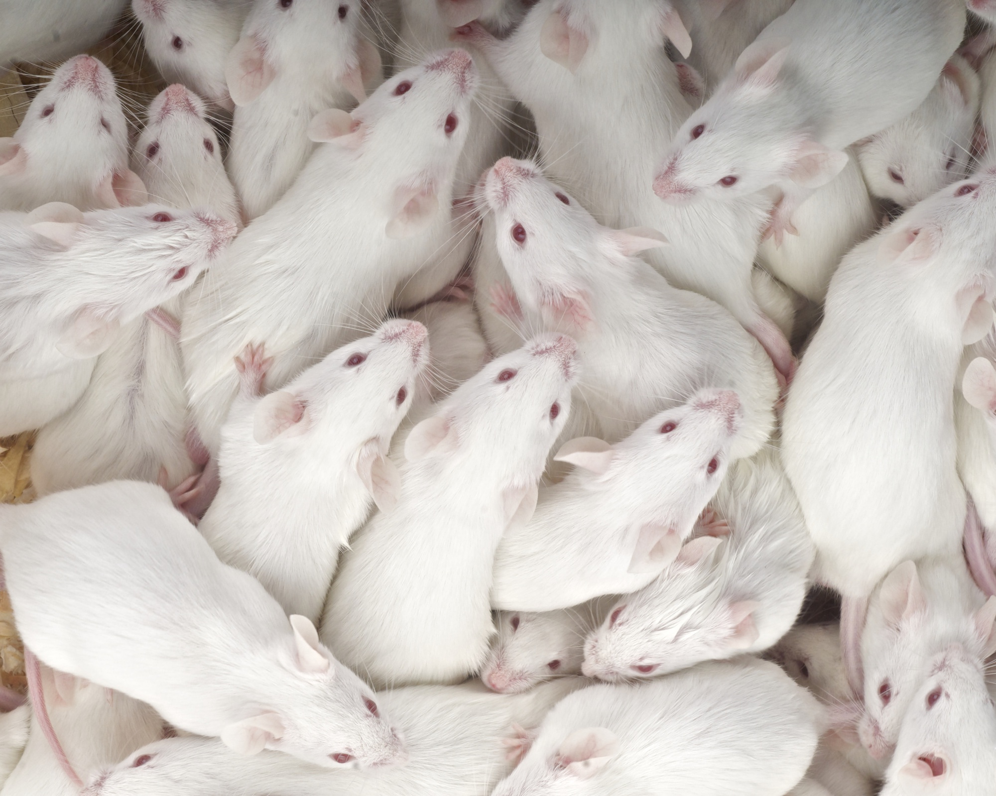 Chuyện của loài chuột: Từ kẻ bám chân vĩ đại đến đồng minh khoa học của loài người - Ảnh 30.