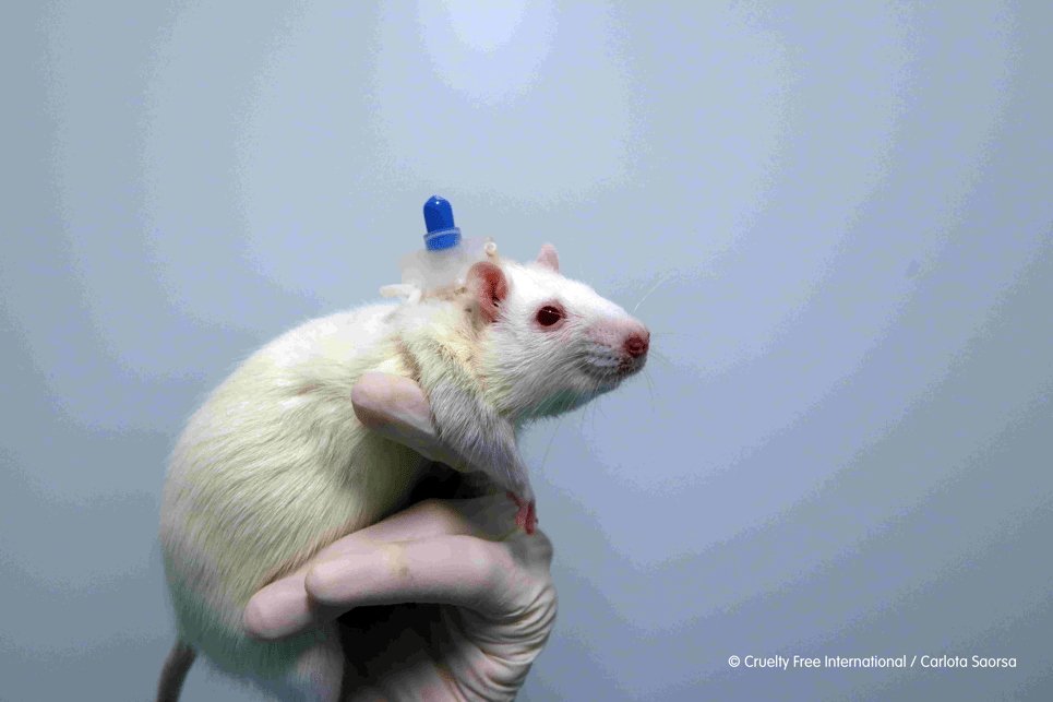 Chuyện của loài chuột: Từ kẻ bám chân vĩ đại đến đồng minh khoa học của loài người - Ảnh 36.