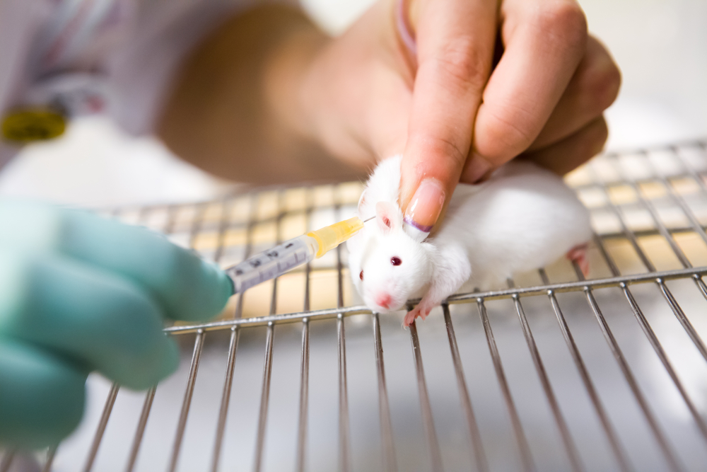 [mini] 330.000 con chuột hi sinh mạng sống mỗi ngày giúp loài người làm khoa học - Ảnh 30.
